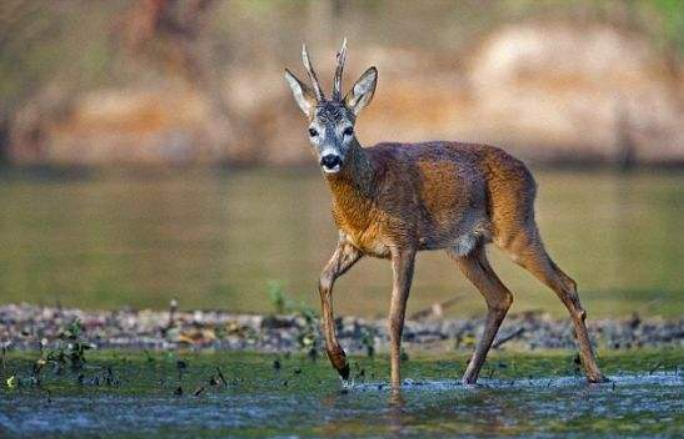 鹿和蝙蝠怎样过冬