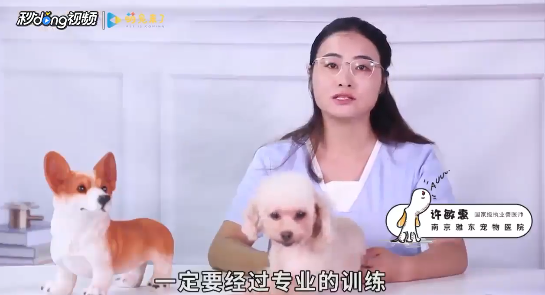 狗狗喜欢咬人怎么办