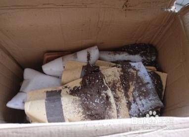 红色浆果多肉如何爆盆