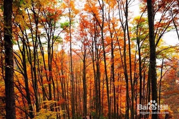 光雾山旅游攻略