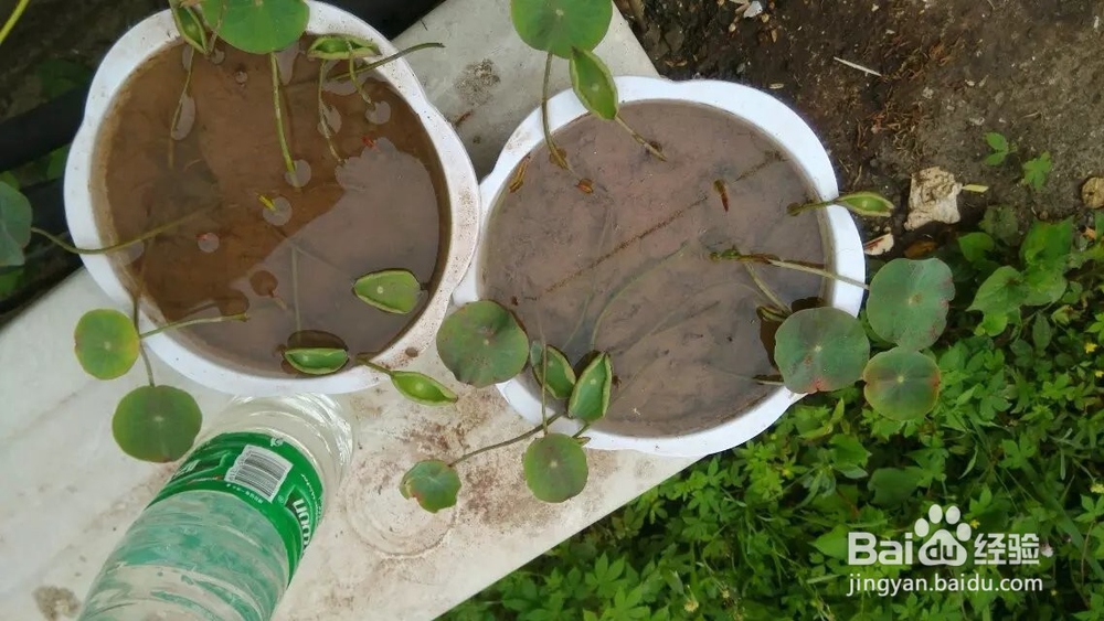 怎样在家种碗莲