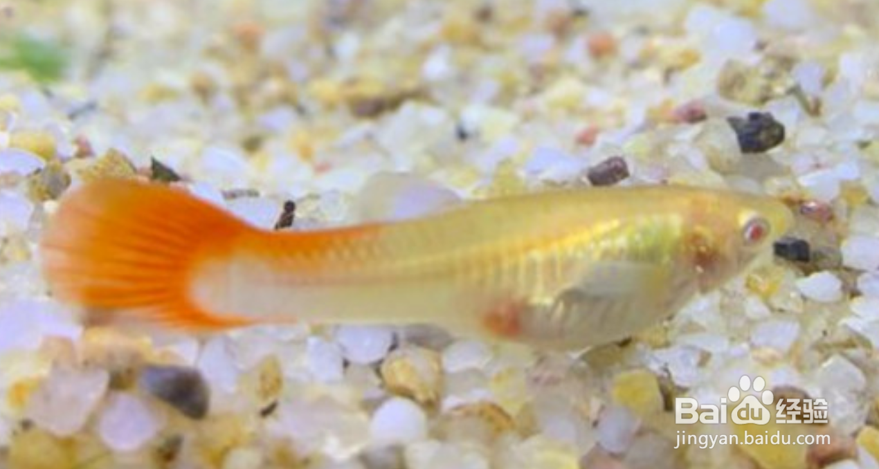 玛丽鱼的养殖方法和注意事项