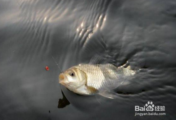 钓鲫鱼有哪些注意事项？钓鲫鱼忌讳什么