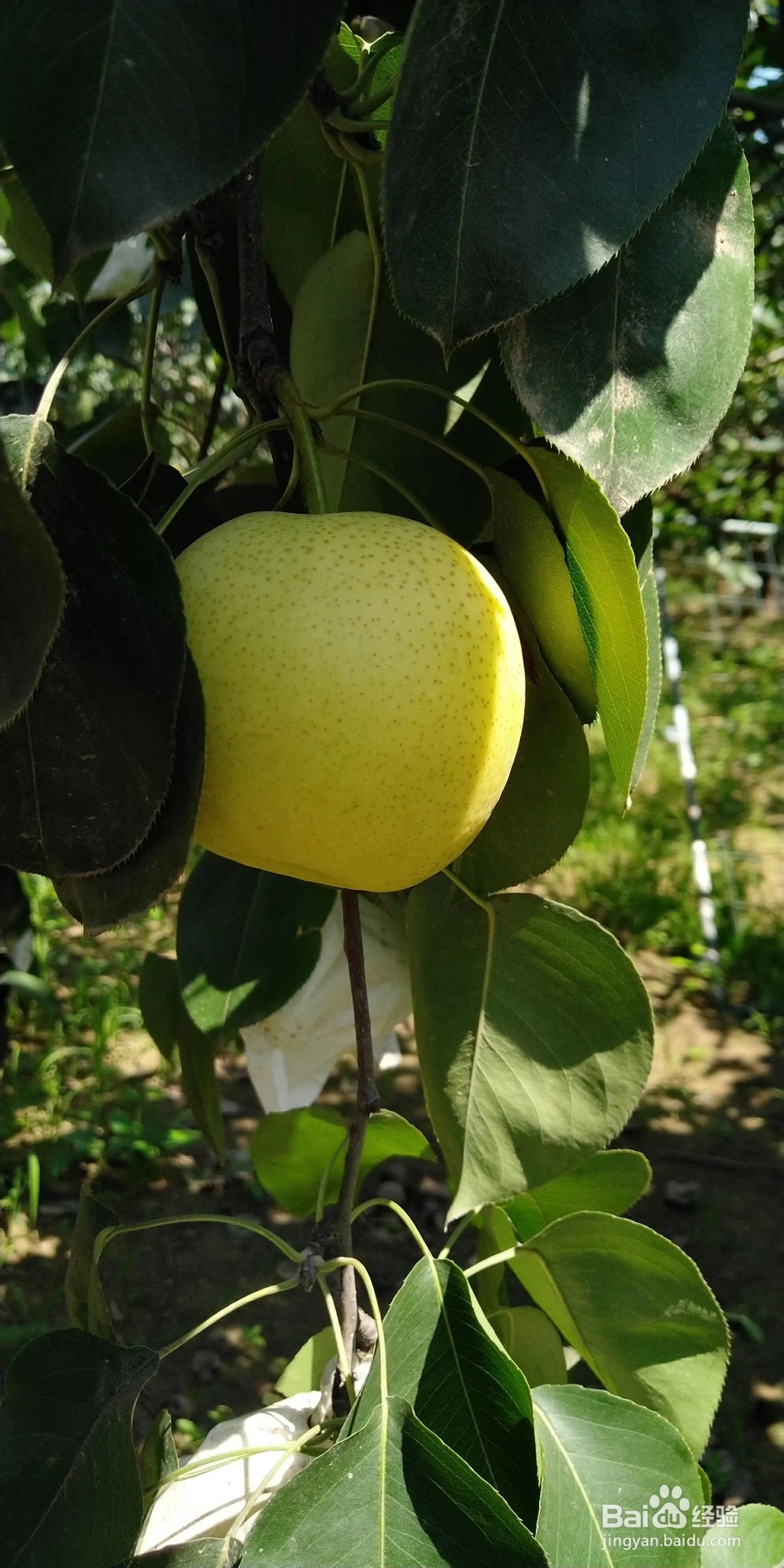 教你怎么做桂花梨汤