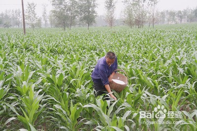 种植玉米怎么进行管理？