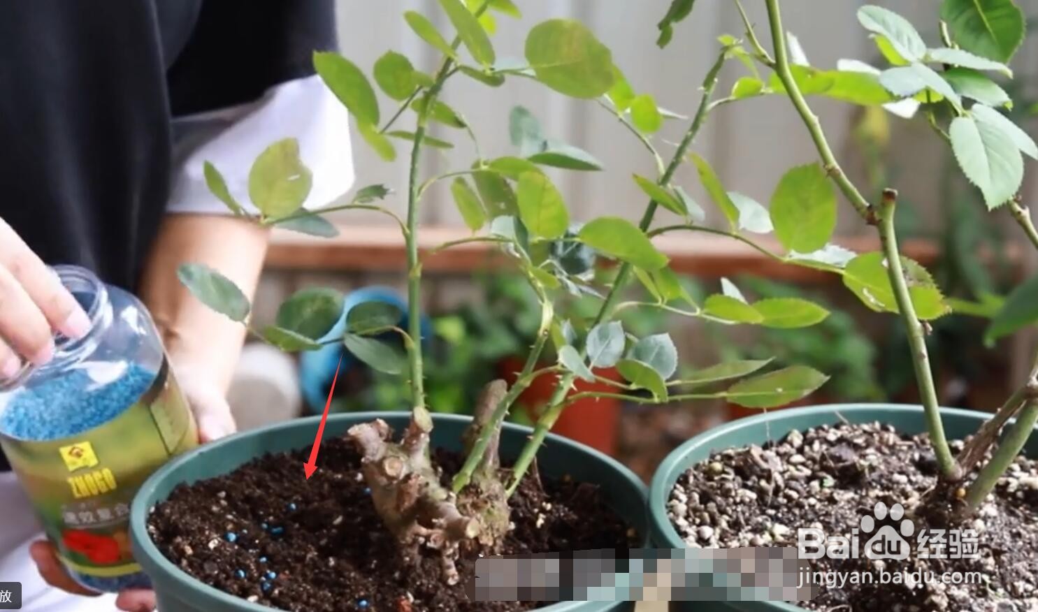 月季不发新芽是怎么啦