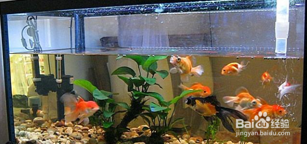 冬天鱼缸换水的正确方法