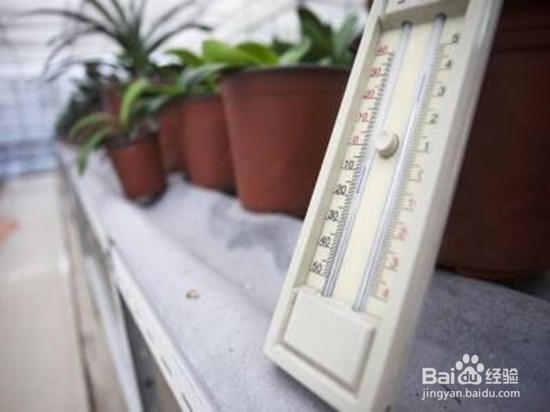 如何养殖君子兰？