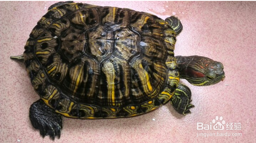 巴西红耳龟怎么养？