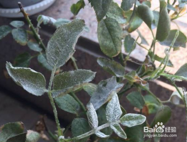 玫瑰花白粉病怎么治