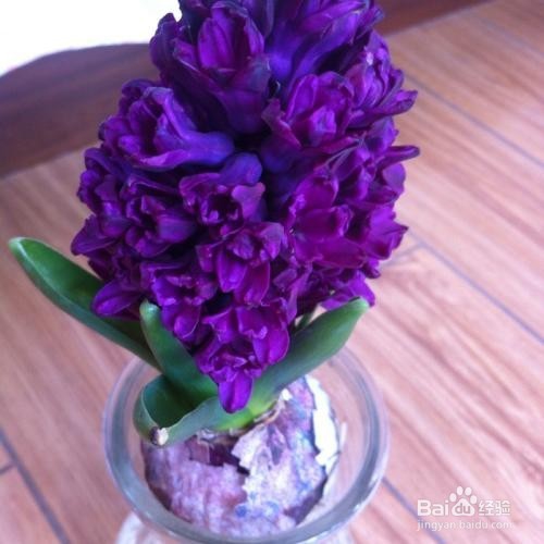 风信子能不能放在卧室养