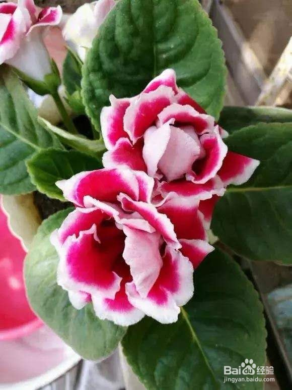 2种“耐阴花”，摘片叶子长1盆，易开花爆盆！