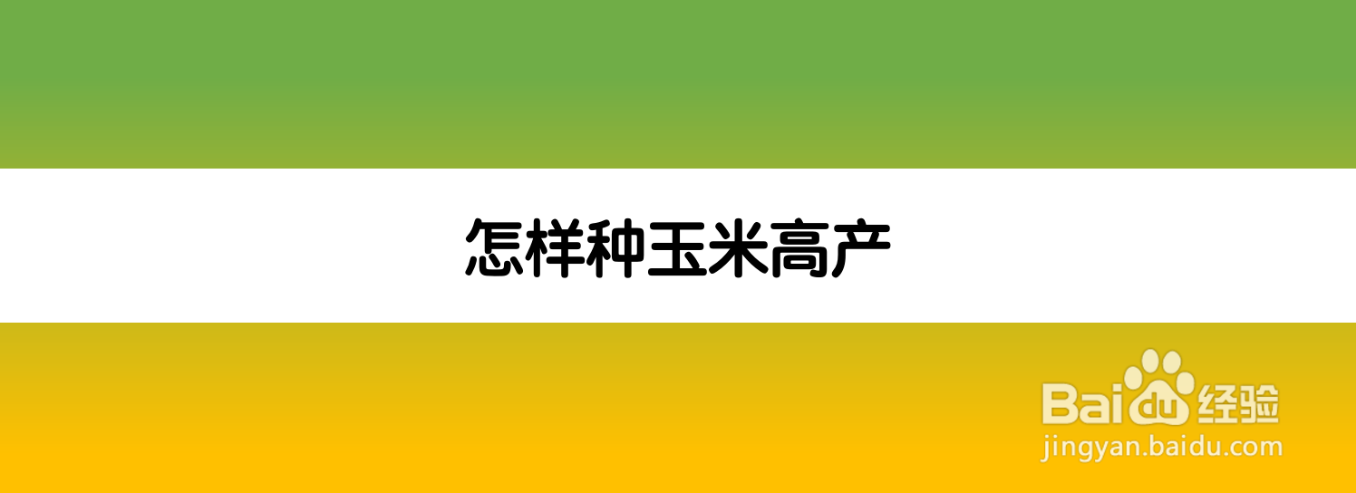 怎样种玉米高产