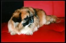 孕前的准备工作是怎样的