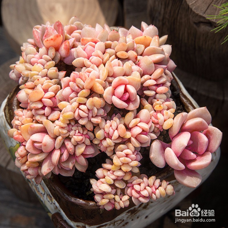 多肉植物施什么肥容易爆盆