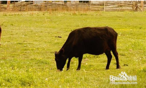 去牛虱子最简单的方法
