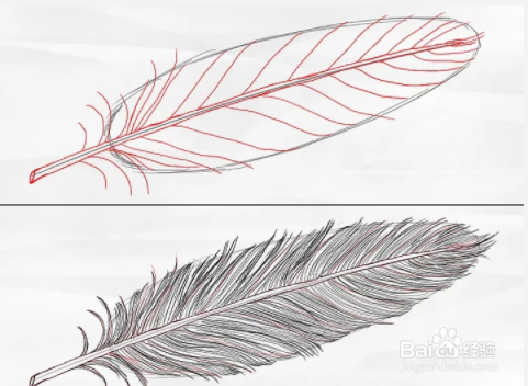 如何绘制羽毛