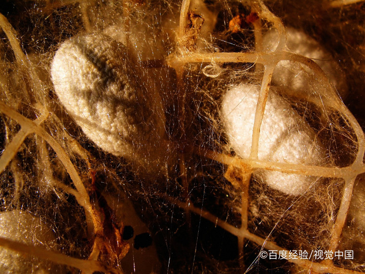 蚕丝衣服怎么洗涤和打理