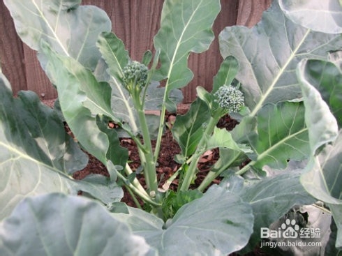 西兰苔的功效和作用