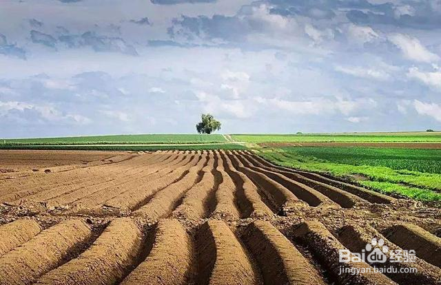 吊瓜子种植栽培方法