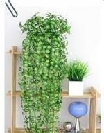 适合在屋内放置的十种植物