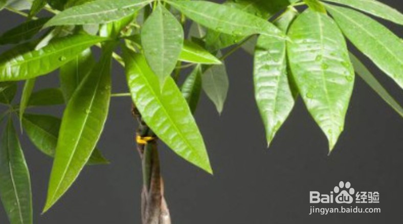 怎样让发财树枝繁叶茂