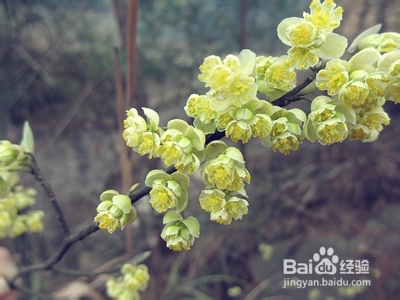 治疗腋臭的偏方