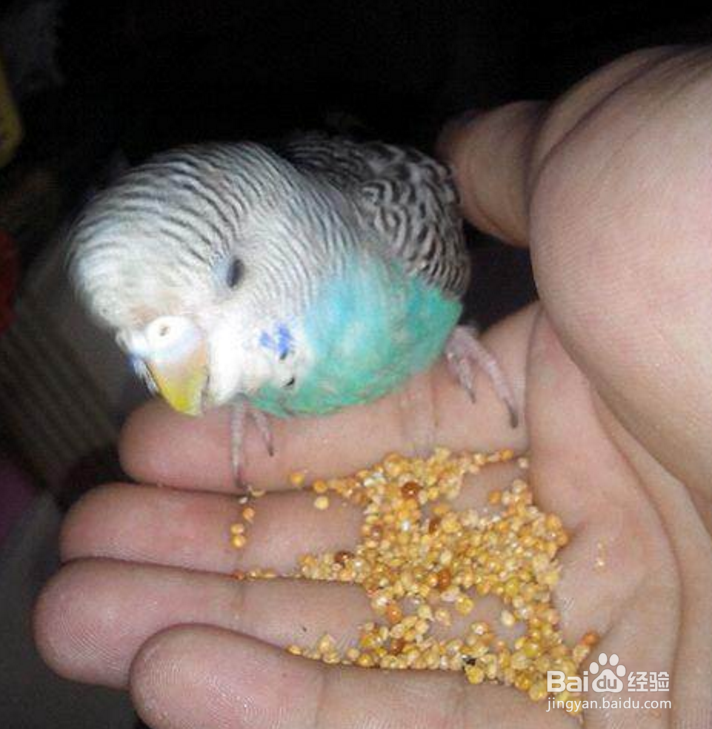 蓝皮鹦鹉怎么养