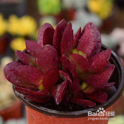 紫蝶多肉怎么养 百度经验