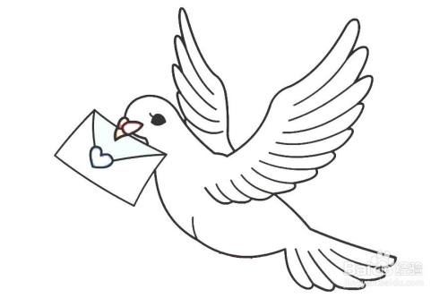 信鸽的简笔画