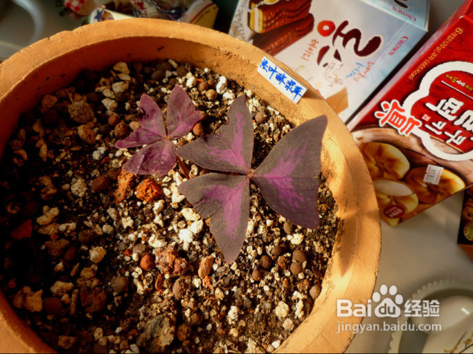 冬天来了，阳台变大棚。