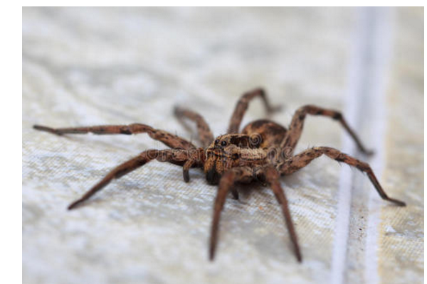 昆虫记中的一种黑色的蜘蛛叫什么名字