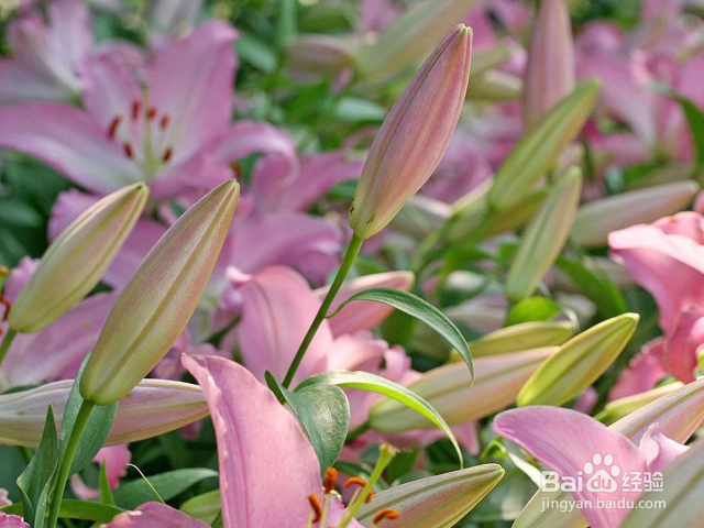 百合盆栽开花后怎么养护？