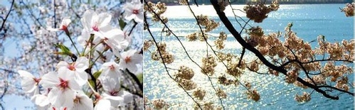 花卉摄影技巧-拍摄樱花的基础技巧