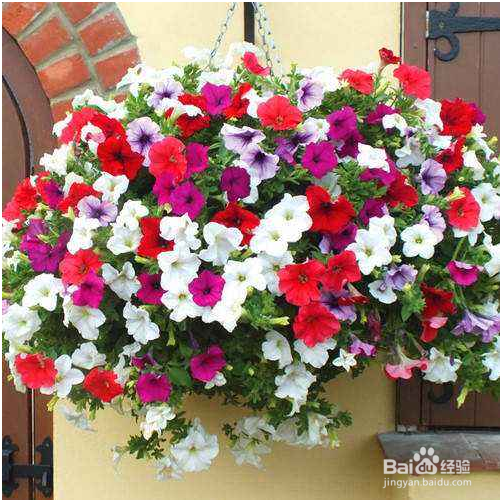 矮牵牛的叶子变黄了怎么办?