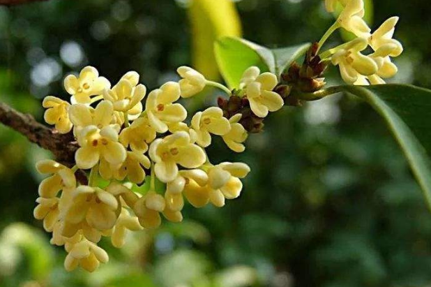 含有桂花的古诗有哪些