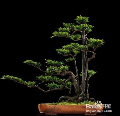 黑檀盆栽怎样浇水 百度经验 黑檀盆栽怎样浇水 百度经验