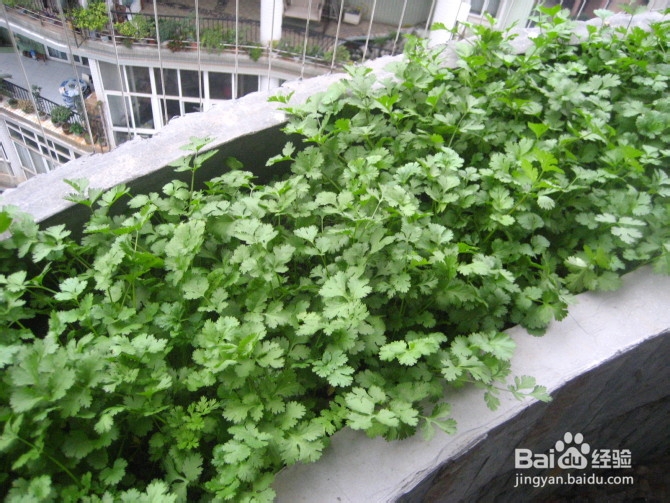 一年四季香菜种植技术讲解