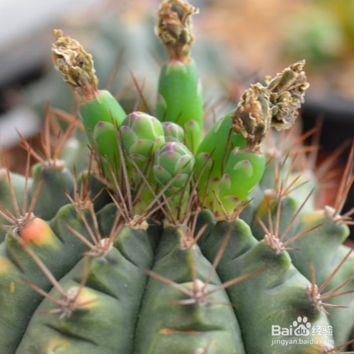 翠晃冠的培育方法和注意事项