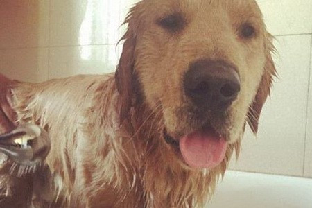 金毛可以用人的沐浴露吗