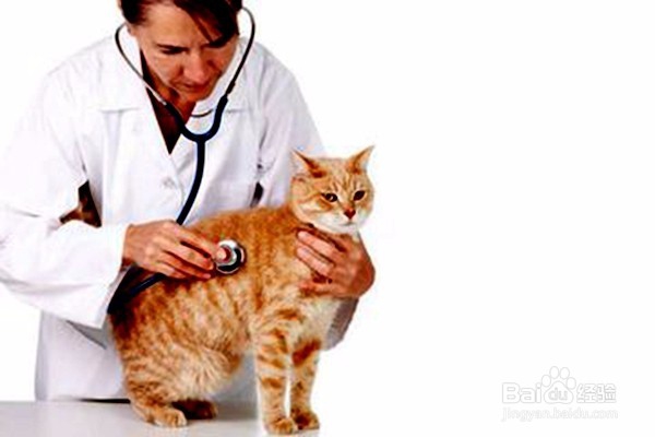 猫把针吃了怎么办