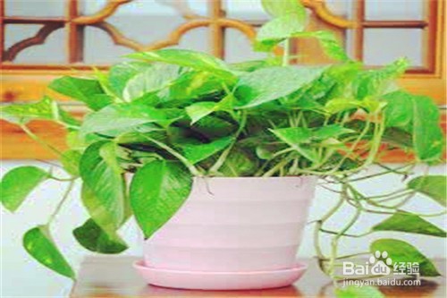 寝室放那些植物可以净化空气