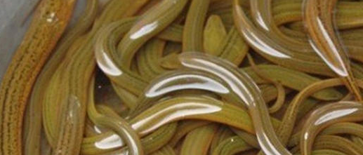 黄鳝冬眠不会淹死吗