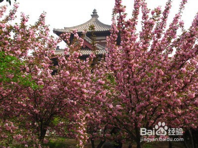 2017年赏樱花公略 哪里可以看樱花
