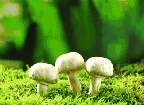 【抽象代数】分圆多项式