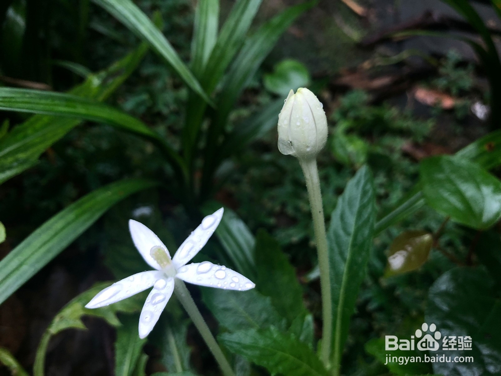 户外旅行，来植物园氧吧吧