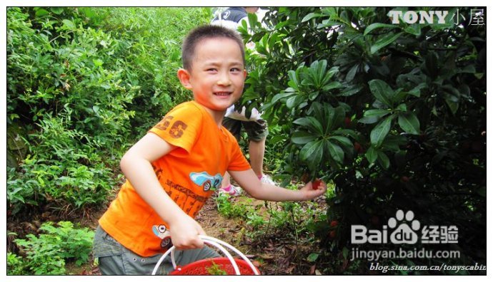 又当江南杨梅熟----采杨梅去！附杨梅的4种最in的吃法