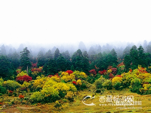 雅鲁藏布大峡谷徒步6日游