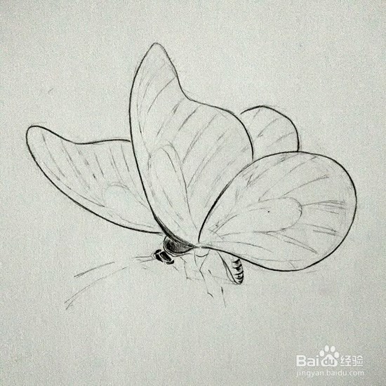 蝴蝶的画法-彩铅手绘