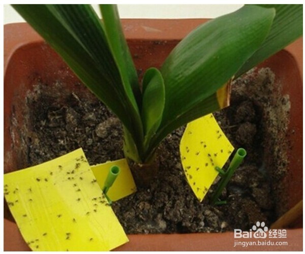 如何解决花盆中长出小蚊子